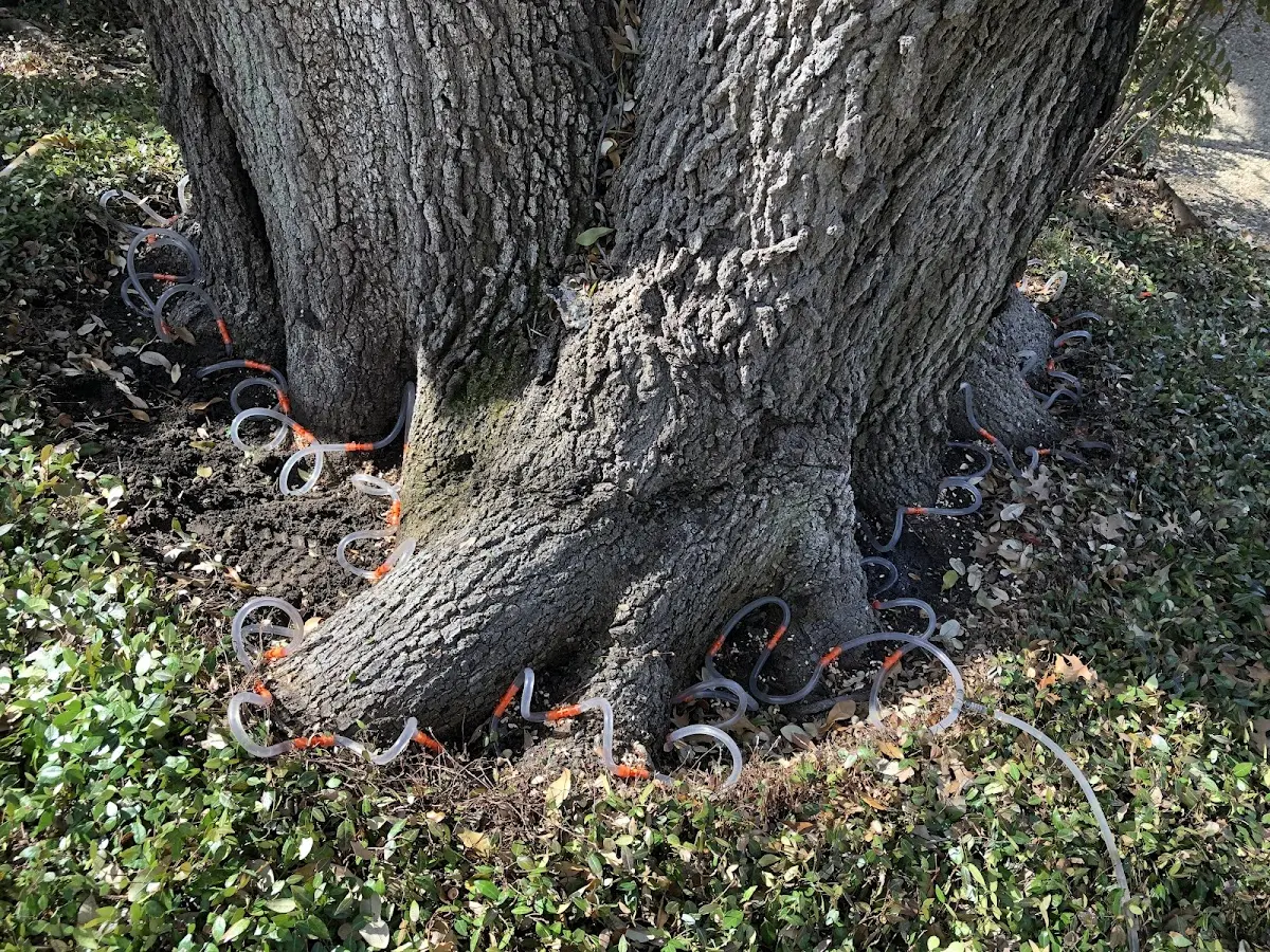 Detailed Tree Cabling and Bracing job site in Annville